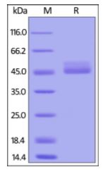 Cynomolgus/Rhesus macaque TIGIT, Fc Tag on SDS-PAGE under reducing (R) condition. The gel was stained overnight with Coomassie Blue. The purity of the protein is greater than 95%.